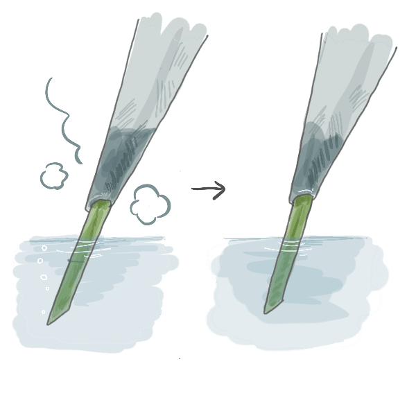 お花のお手入れ方法~湯上げ~