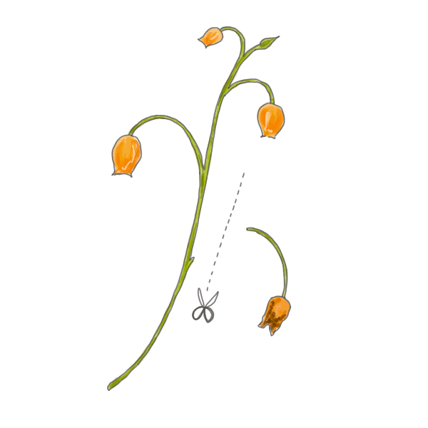 お花の手入れ方法~萎れた花から取り除く