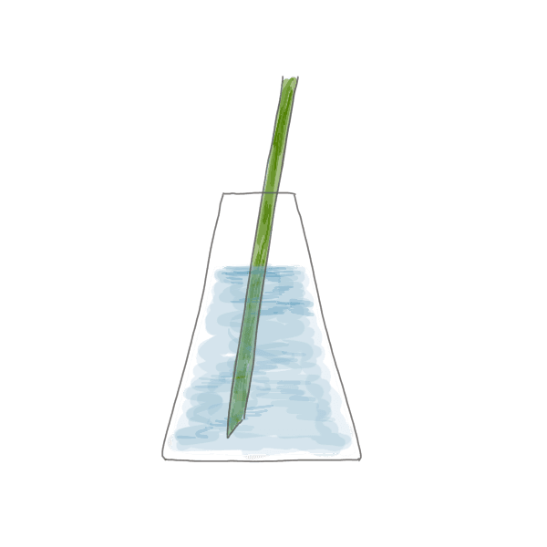 お花のお手入れ方法~深水~