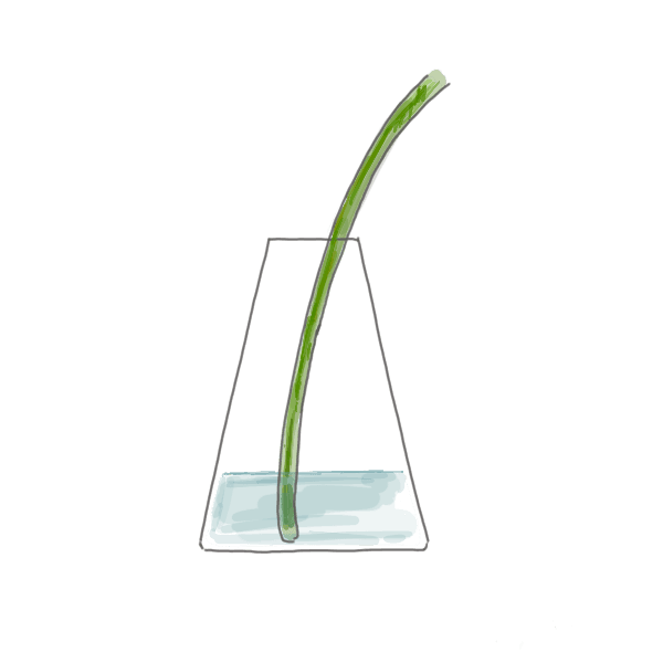 お花のお手入れ方法~浅水~