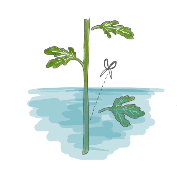 お花のお手入れ方法~水につかる葉はとる~