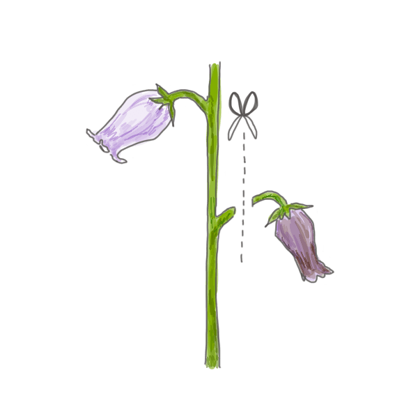 お花のお手入れ方法~切り戻し~