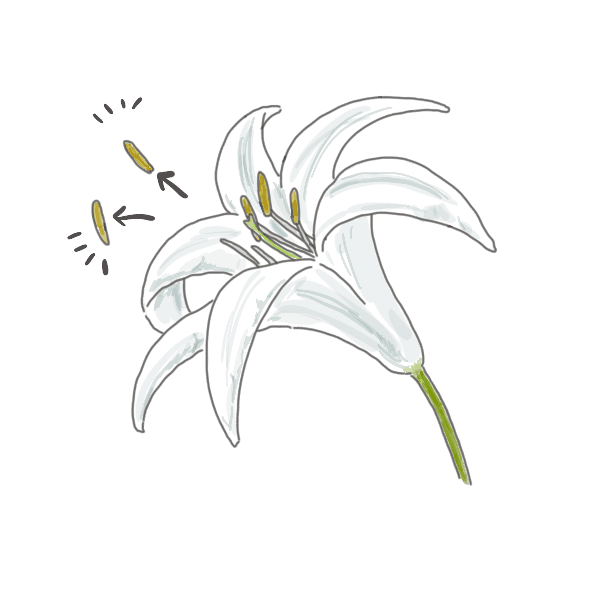 お花のお手入れ方法~花粉をとる~