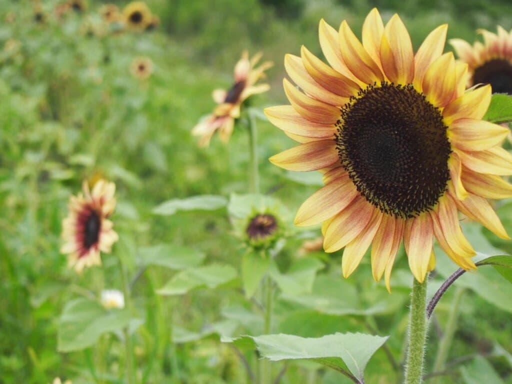 オーガニックフラワー~サステナブルな花作り~