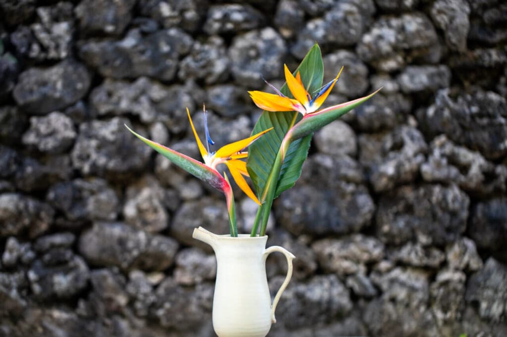 第2回沖縄の生産者応援キャンペーン~生産者さんより応援メッセージのお礼~