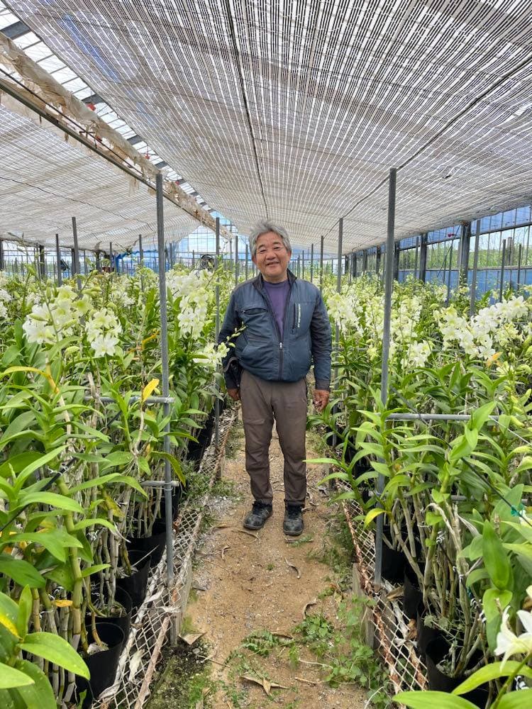 沖縄のデンファレ生産者さんを訪ねて