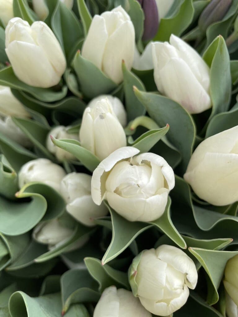 春のオーガニック球根付きチューリップが咲きました