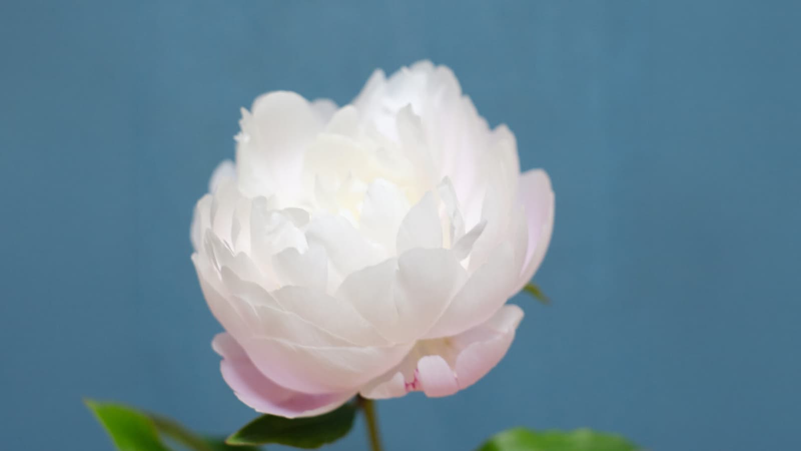 芍薬の移ろいの魅力 観察日記