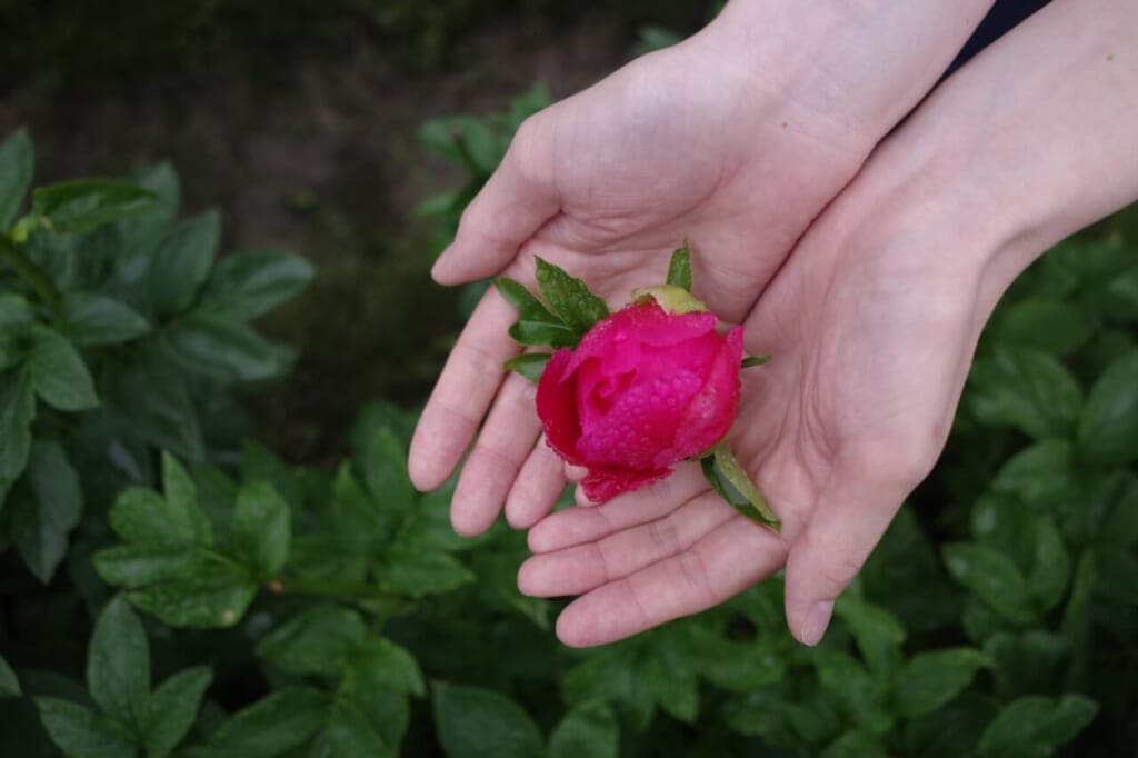 芍薬生産者さんを訪ねて Vol.1