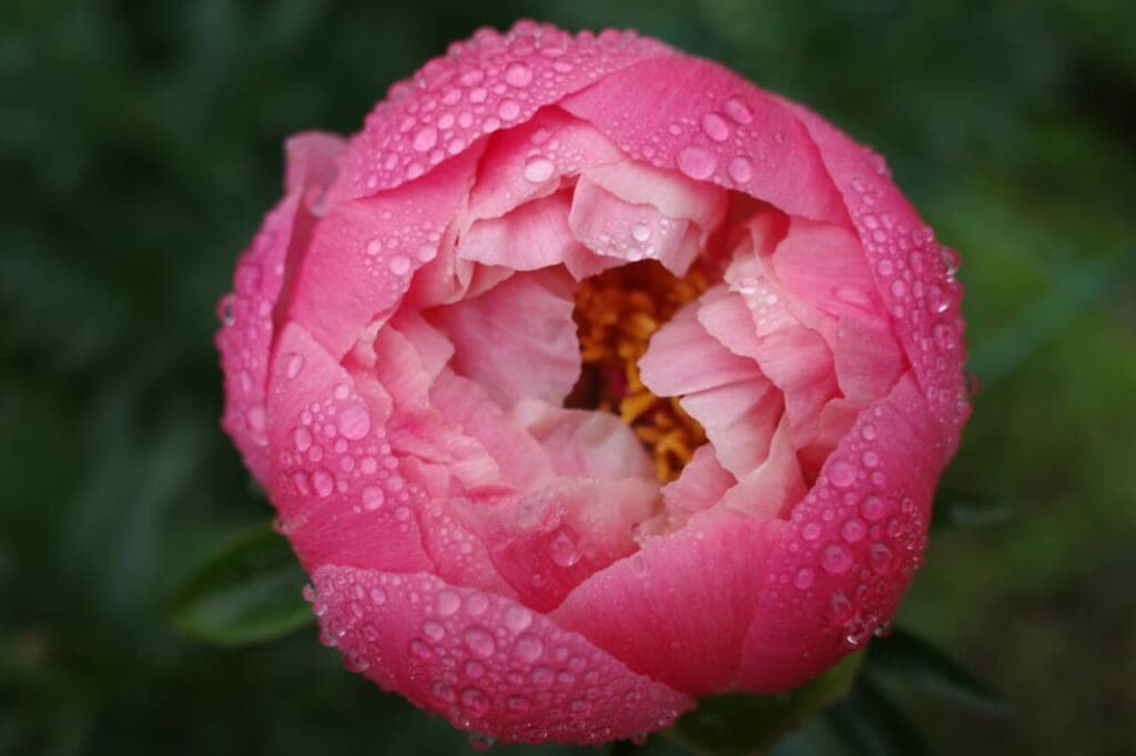 芍薬生産者さんを訪ねて Vol.2