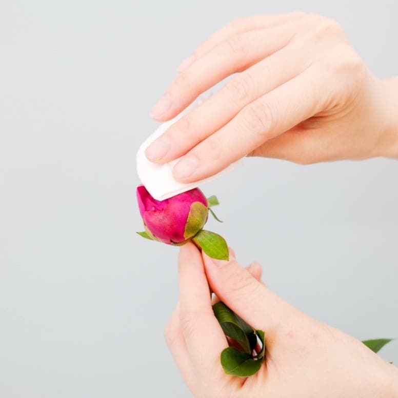 芍薬を咲かせるポイント&日々の手入れ方法