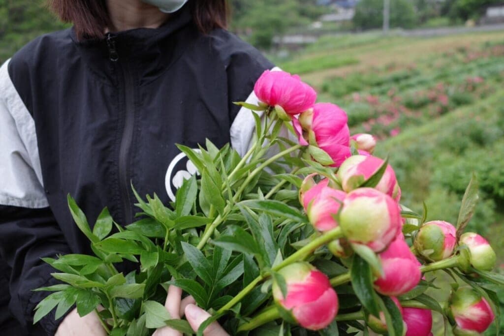 スタッフの暮らしから:芍薬飾ってみましたVol.1