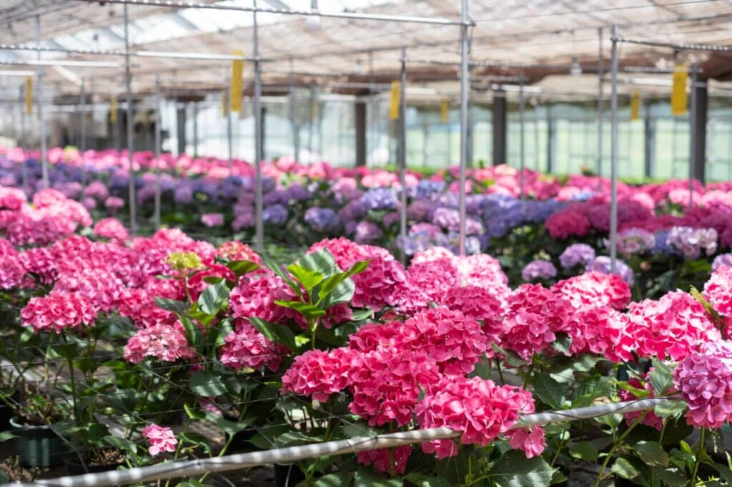 あじさい生産者さんを訪ねて