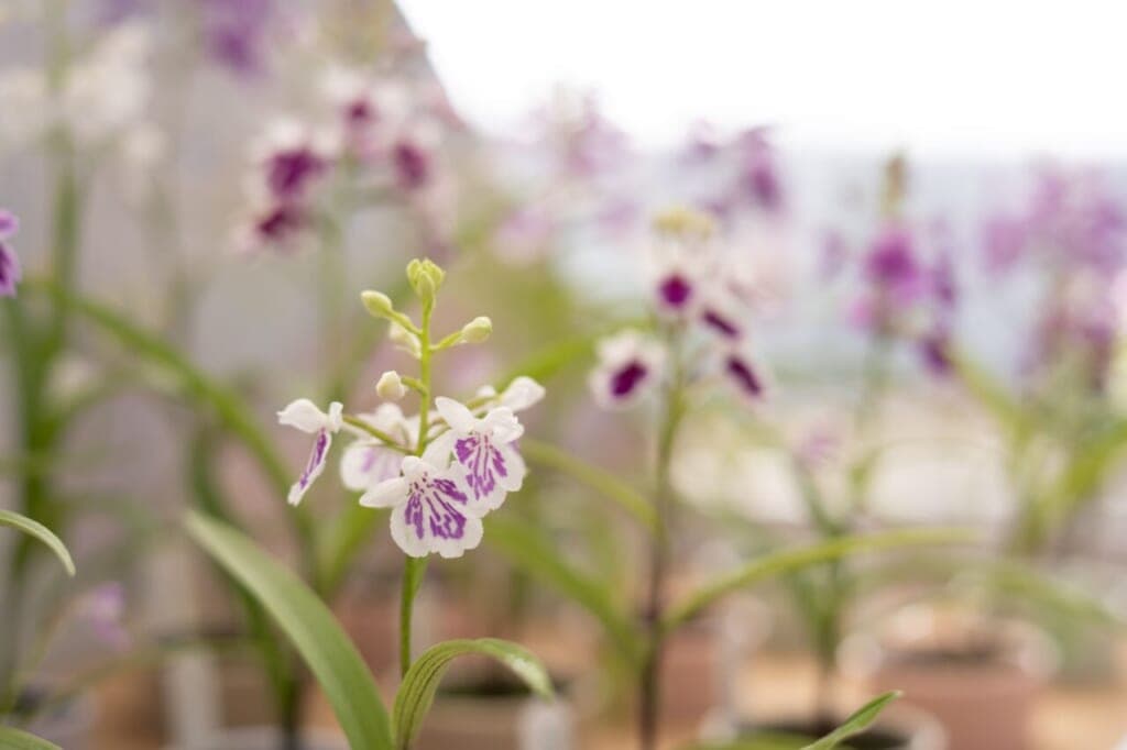 ランの開発会社さんを訪ねて