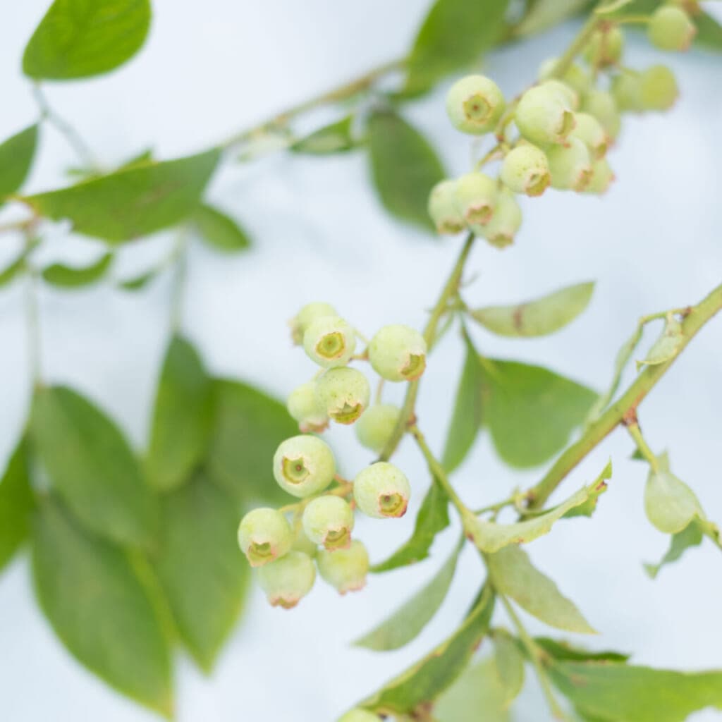 ブルーベリーのお手入れ方法