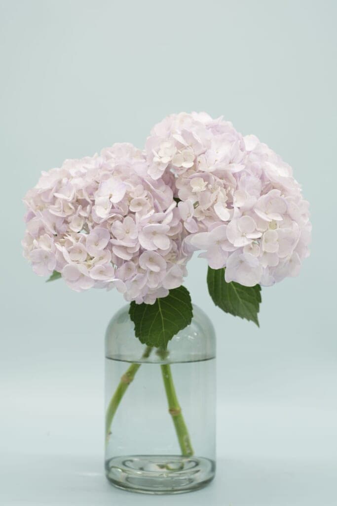 あじさいのお手入れ方法