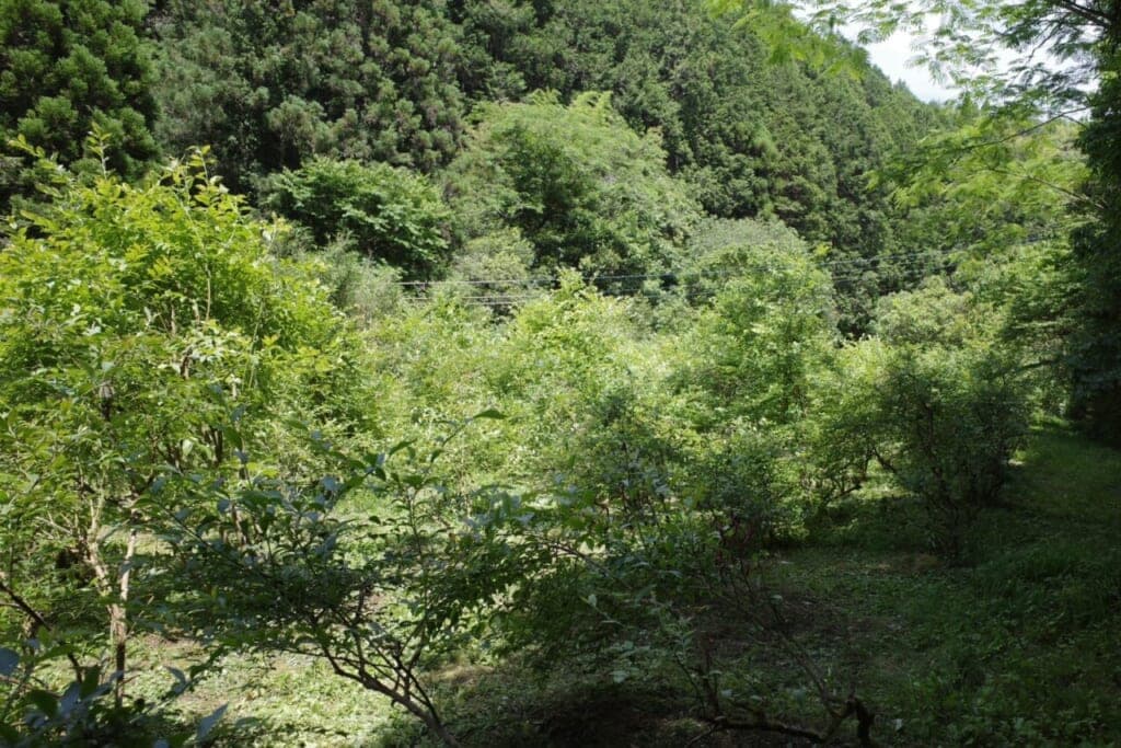 ブルーベリー生産者さんを訪ねて