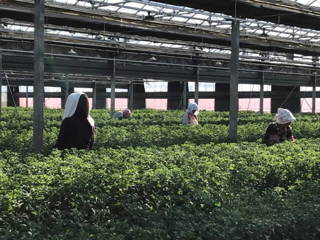 菊の生産者さんを訪ねて