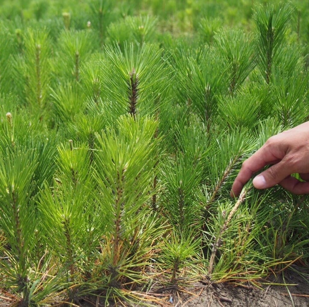 松の生産者さんを訪ねて