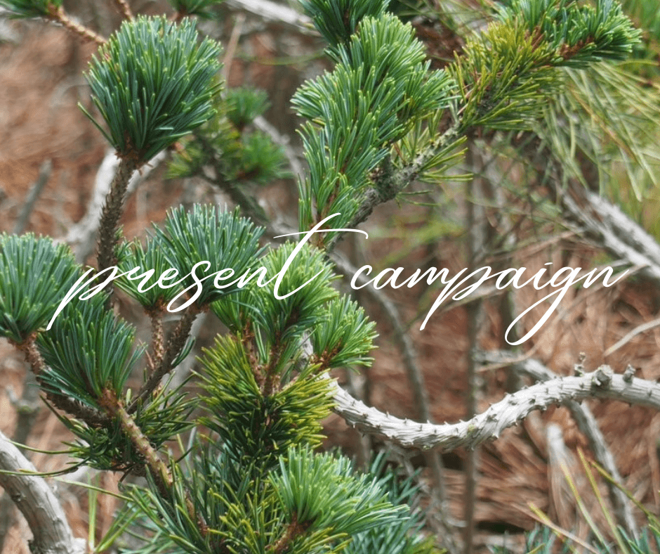 【松】愛でるひとから育てるひとへ。キャンペーンご応募ありがとうございました!