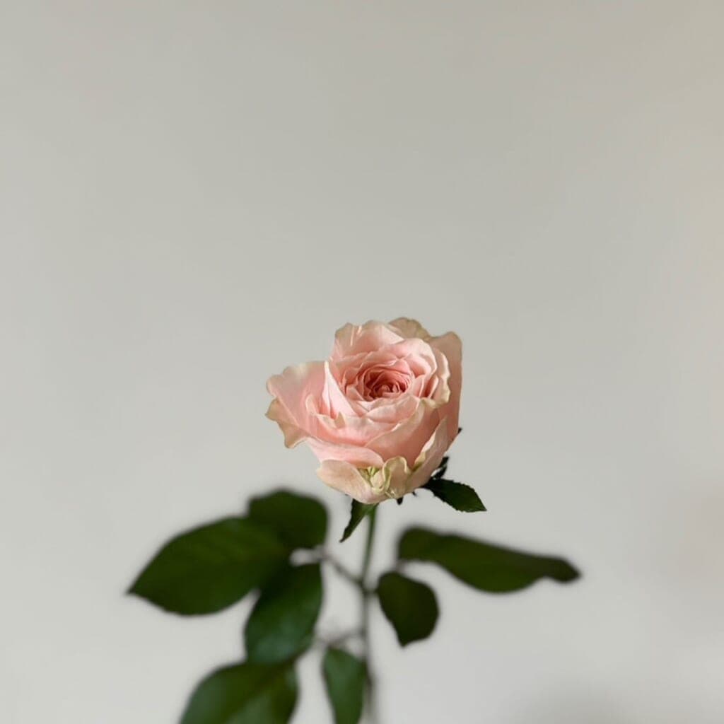 深水の水の量ってどのくらい?スタッフが試してみました。