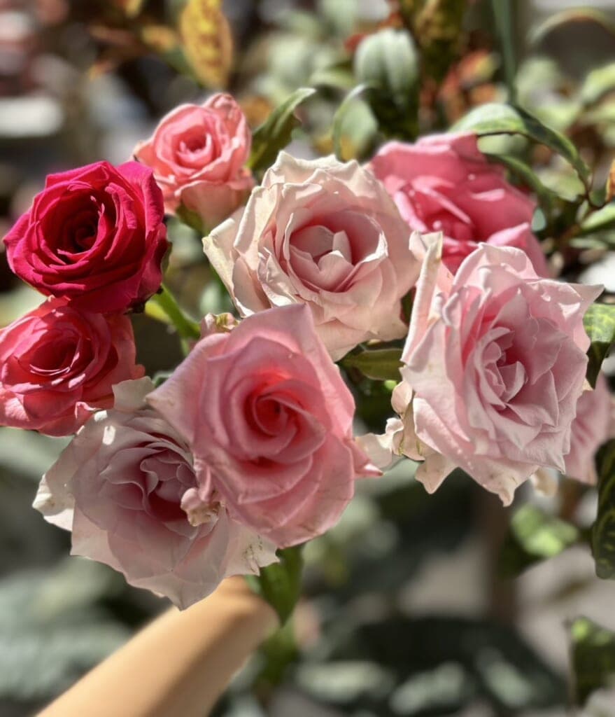 バラのお手入れ方法