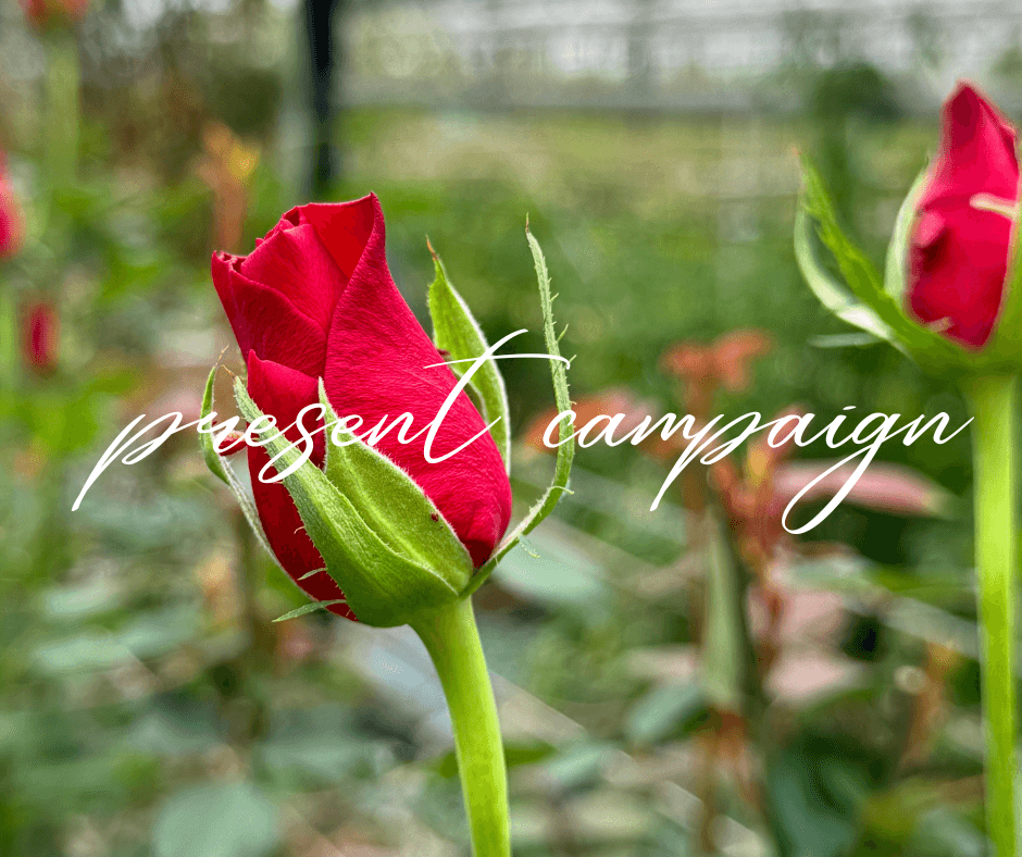 【バラ】愛でるひとから育てるひとへ。キャンペーンご応募ありがとうございました!