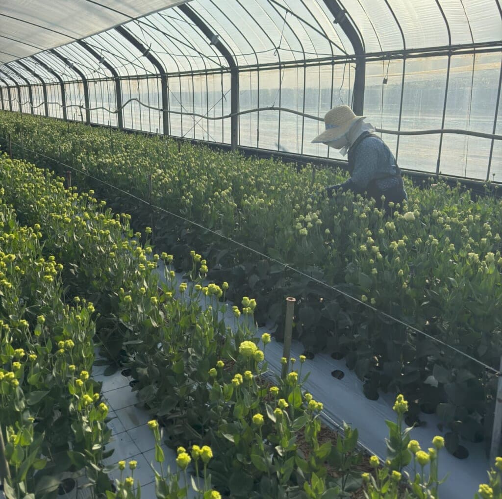 トルコキキョウの生産者さんを訪ねて