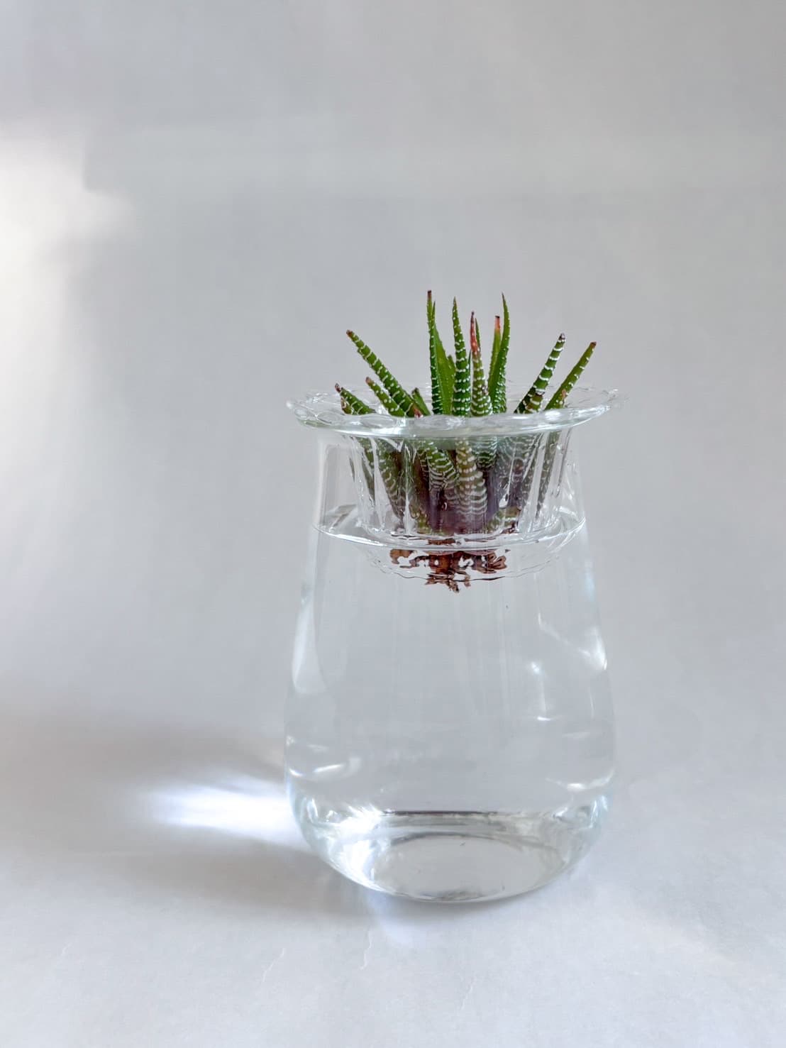 多肉植物 水耕栽培花瓶セット