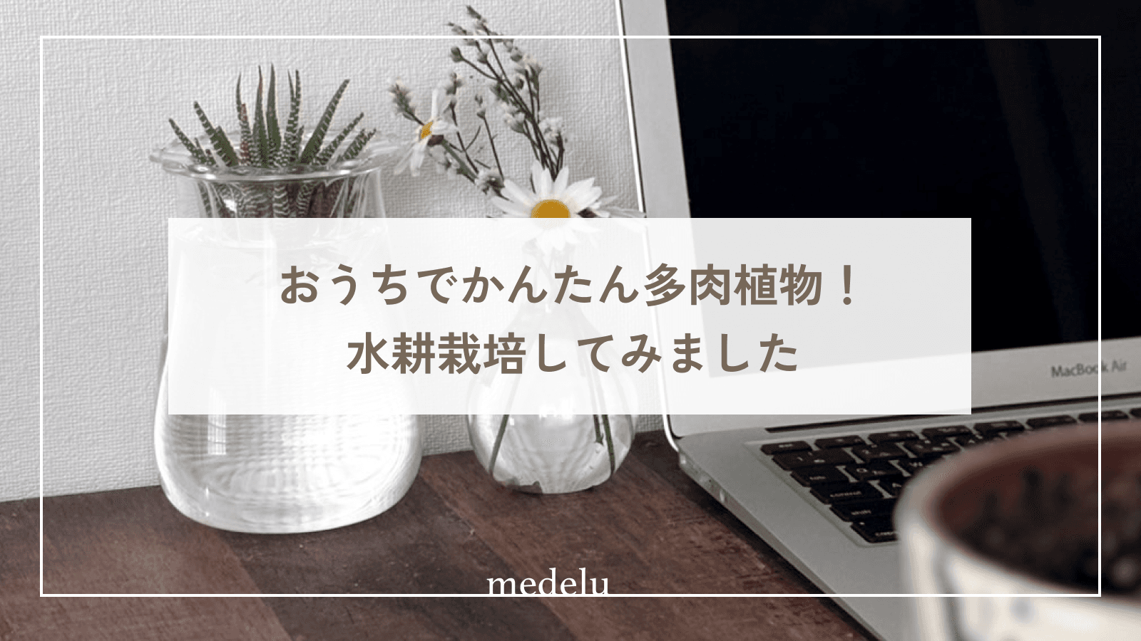 スタッフの暮らしから:おうちでかんたん多肉植物!水耕栽培してみました