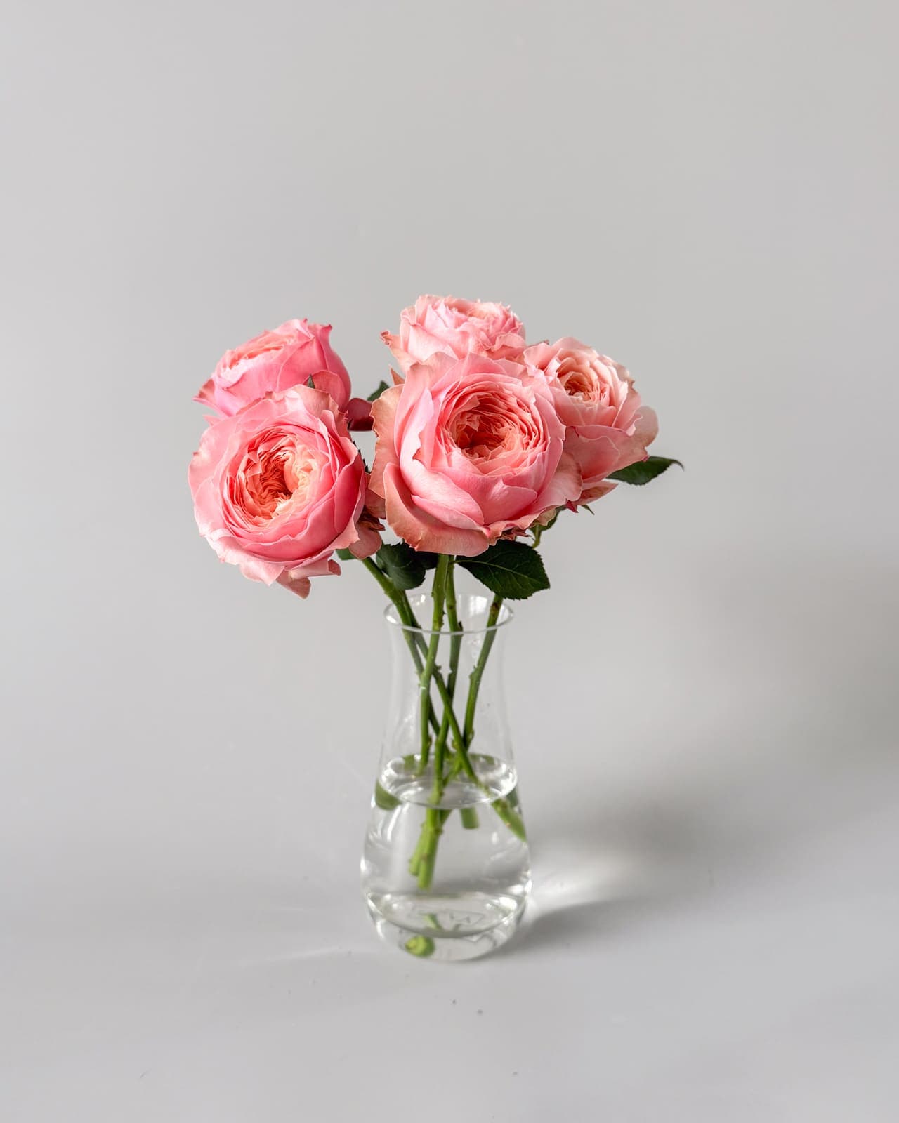 楢原バラ園のバラ「ハーパー」