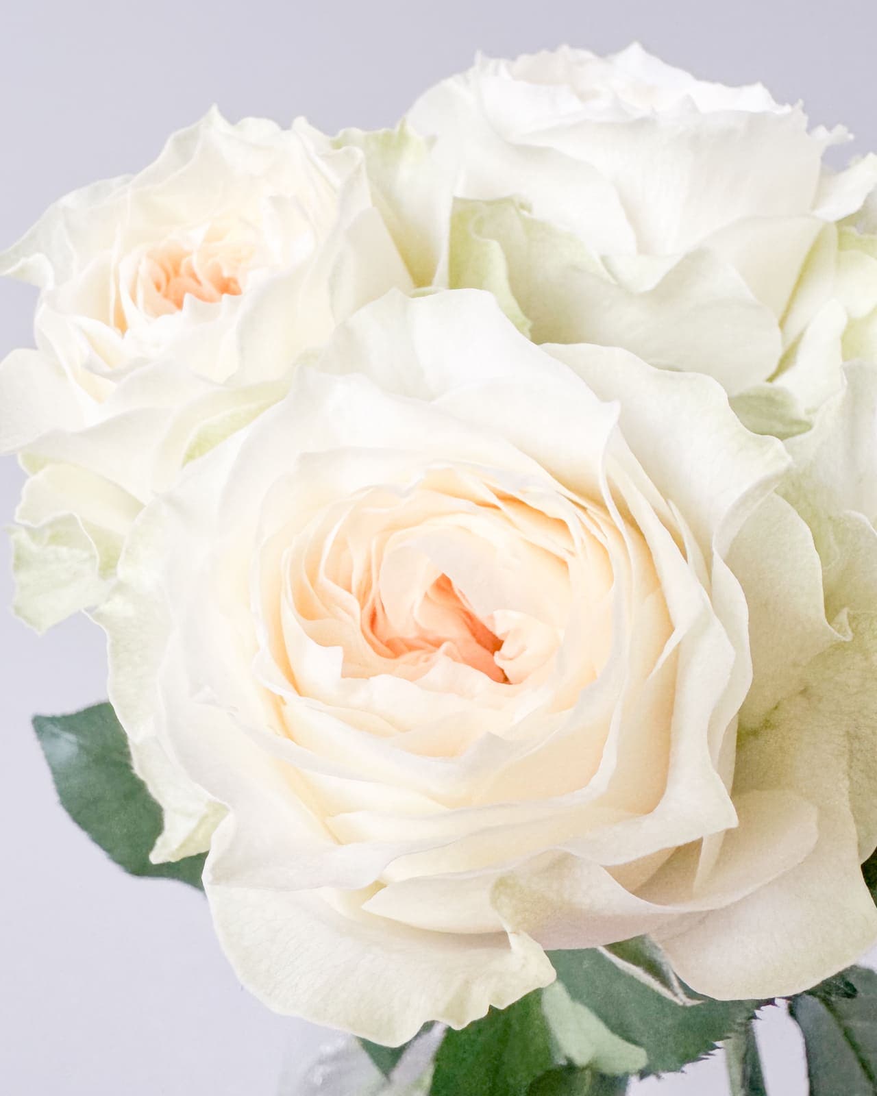 楢原バラ園のバラ「ラブリーハーパー」