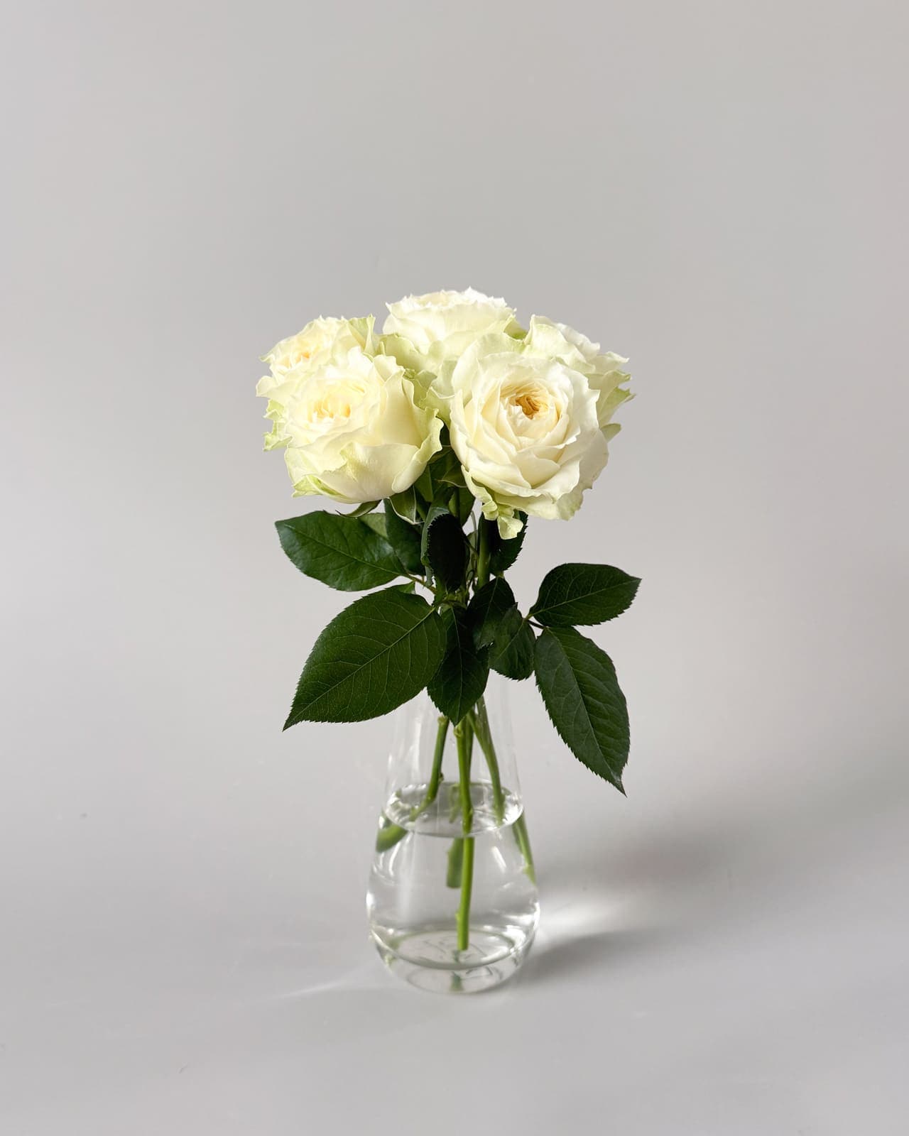 楢原バラ園のバラ「ラブリーハーパー」